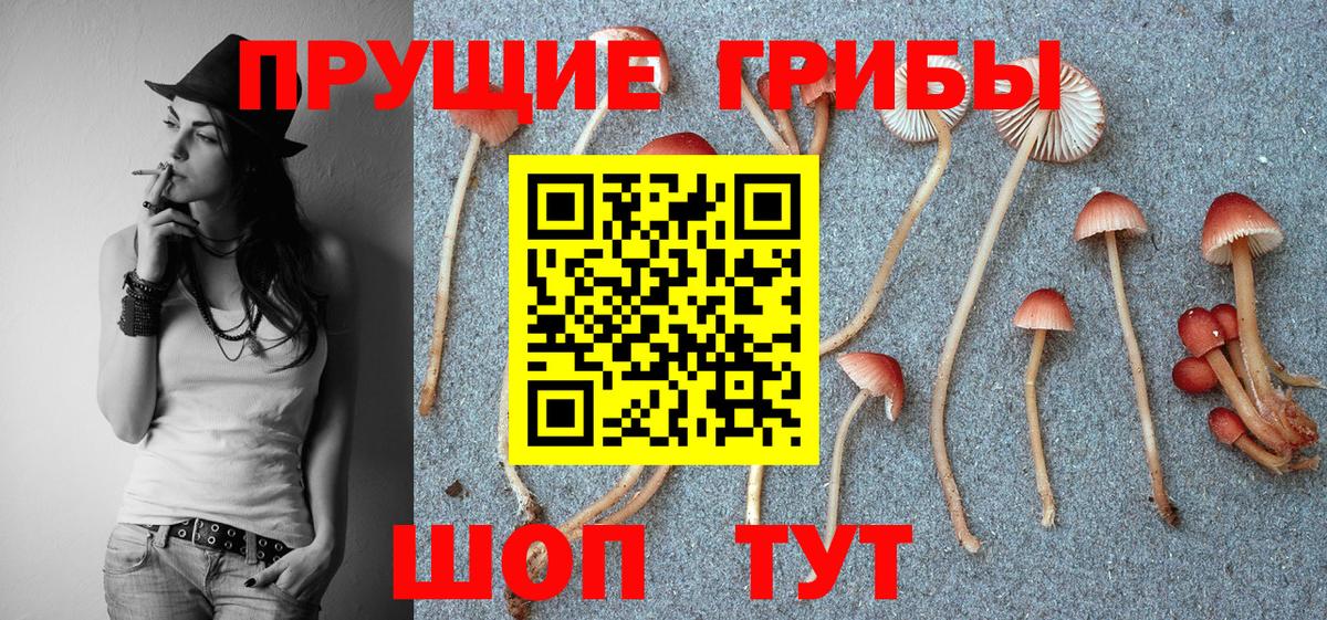 Псилоцибиновые грибы GOLDEN TEACHER  Вход с VPN  Галлюциногенные грибы Psilocybe  Хасавюрт 